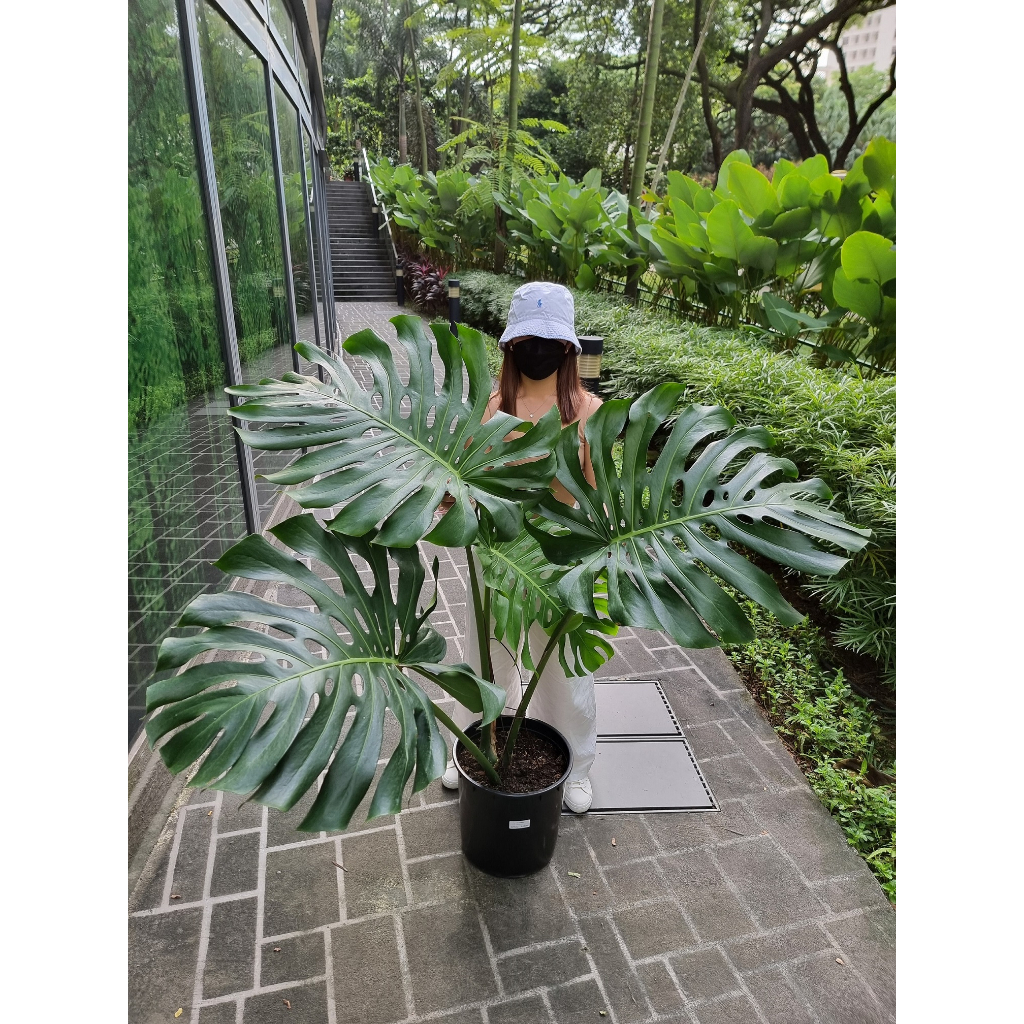 [BEST in SG] Monstera - Deliciosa [REAL PLANT] #supportlocal